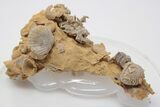 Miniature Fossil Cluster (Ammonites, Brachiopods) - France #195513-2